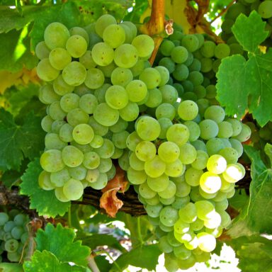 A couple of clusters of Grenache Blanc grapes